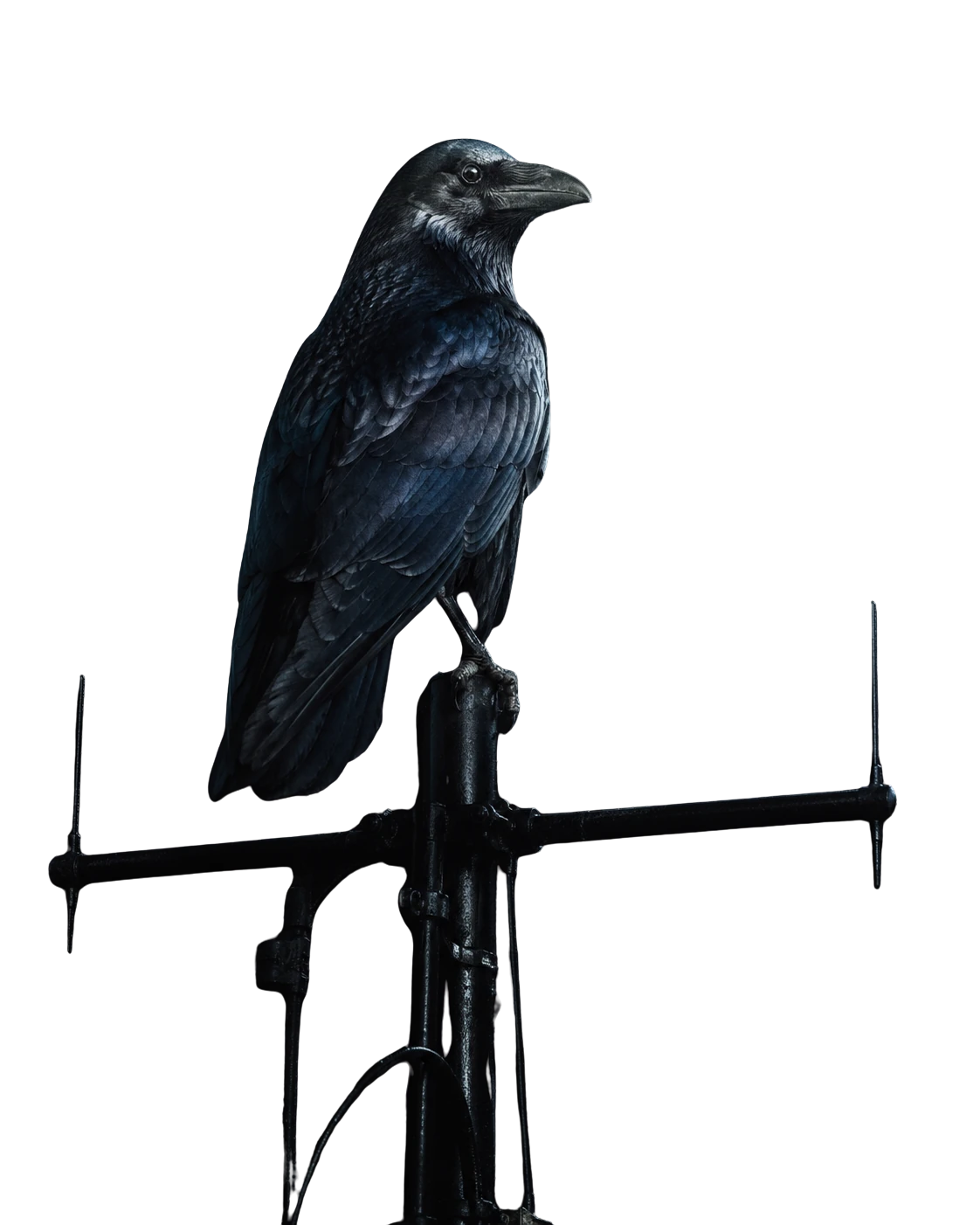 Cuervo posado, vigilante